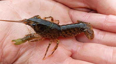Kēkēwai/crayfish found at Muriwai o Whata