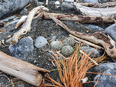 Banded dotterel nest with eggs discovered at Waiau Toa Hāpua in August 2021