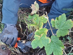 Sycamore saplings must be carefully removed before the roots are coated in a gel to prevent re-emergence of the trees.