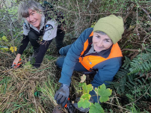 Christchurch City Council project manager Di Carter and Christchurch City Council field operations ranger Fiona Fenton remove a sycamore sapling from Pigeon Bay.