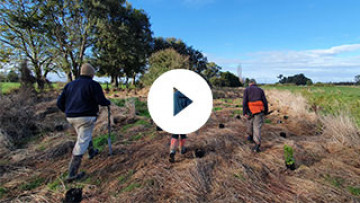 Video of the Kaikōura wetland planting day