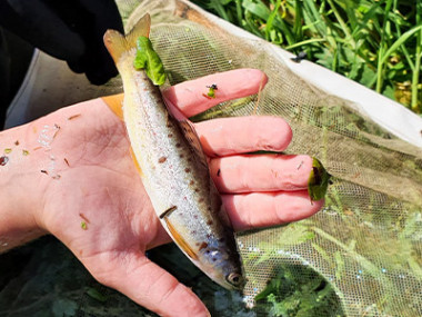 Fish found found through monitoring