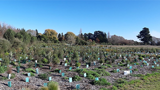 Planting work at Silverstream in Kaiapoi
