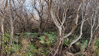 Grey and crack willows along the riparian margin of Ōtūkaikino Stream are being controlled during the first stage of the weed control work.