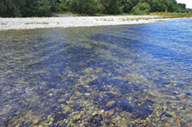 Cyanobacteria often has a strong earthy or musty smell in rivers.