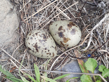Tarapirohe/black-fronted tern nest with eggs