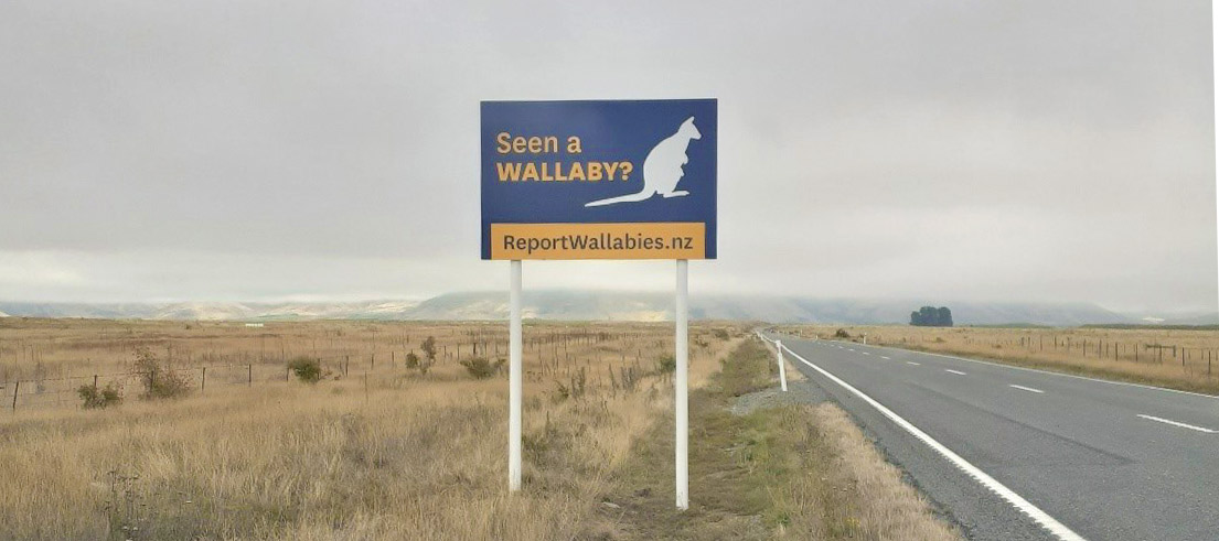 Councils join forces to control wallabies in Canterbury and Otago