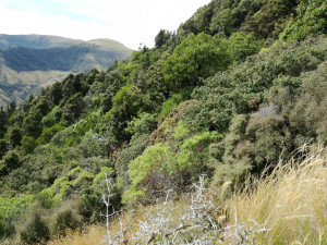 DOC reserve, Kaituna Spur, is included in the project