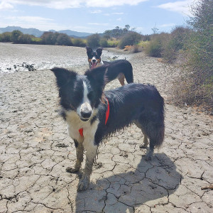 Archie (front) is learning from Wink (background) - a one-eyed scent detection dog.
