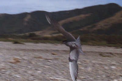 A nesting tern bird in flight