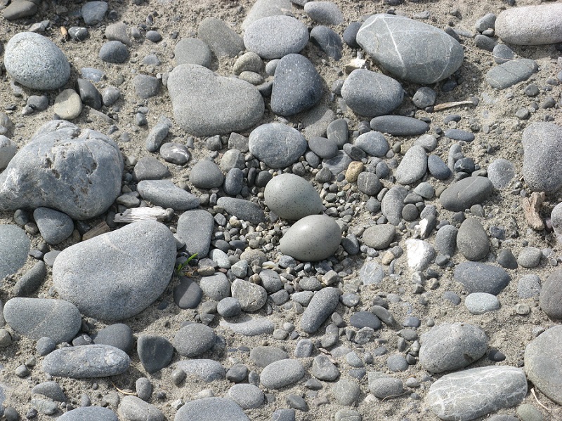 Nests and eggs can be extremely difficult to spot among the stones of the riverbed.