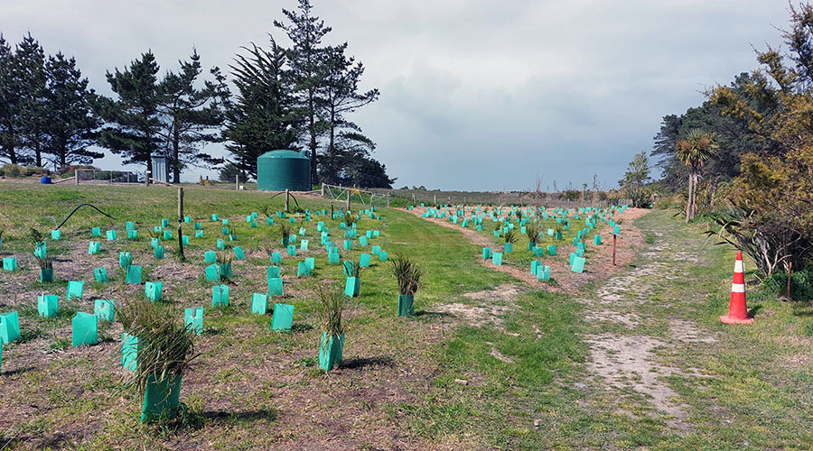 Initial on-the-ground work has included planting days by tamariki – led by Te Ara Kākāriki Greenway Canterbury Trust and Enviroschools