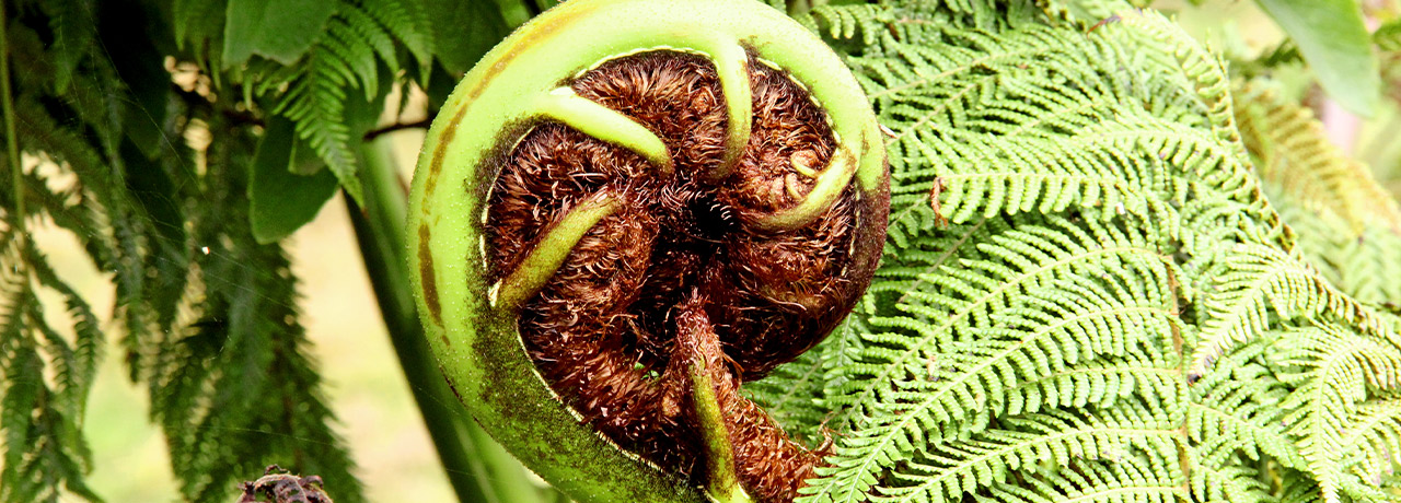 Matauranga Maori Koru banner
