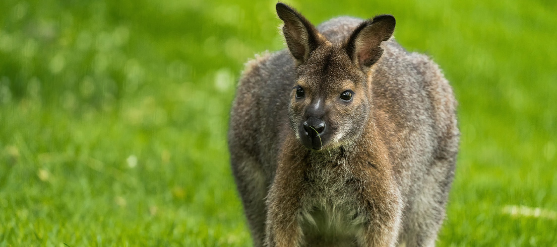 Collaboration is key for wallaby control