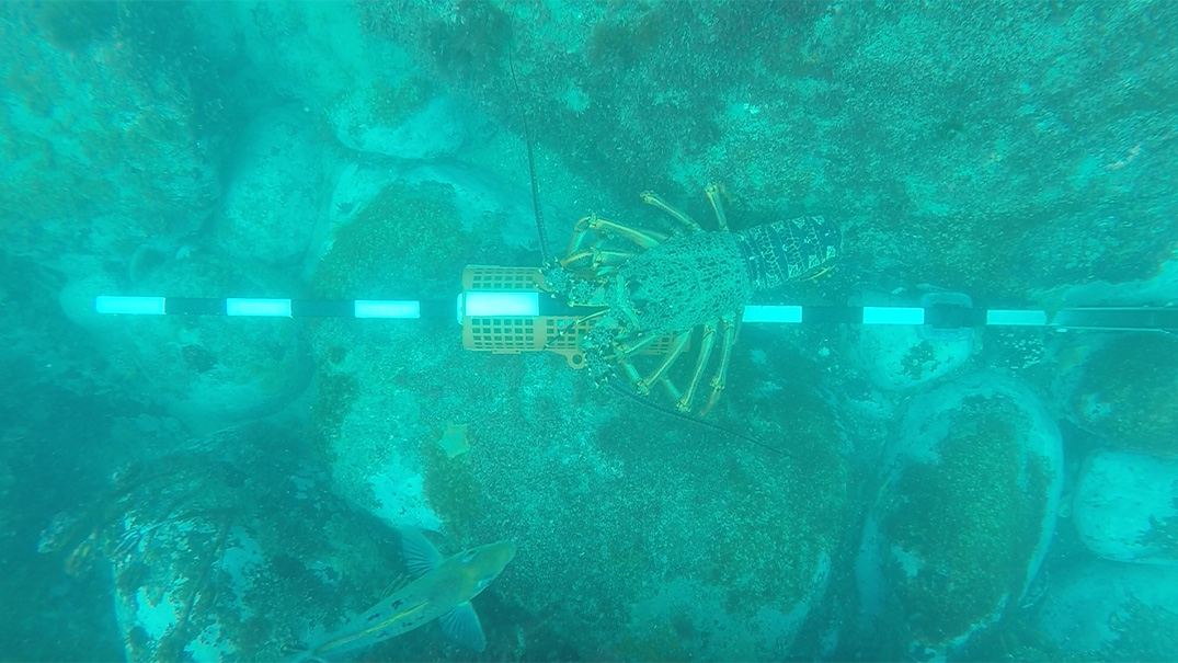 Kōura/crayfish found on the Banks Peninsula seabed