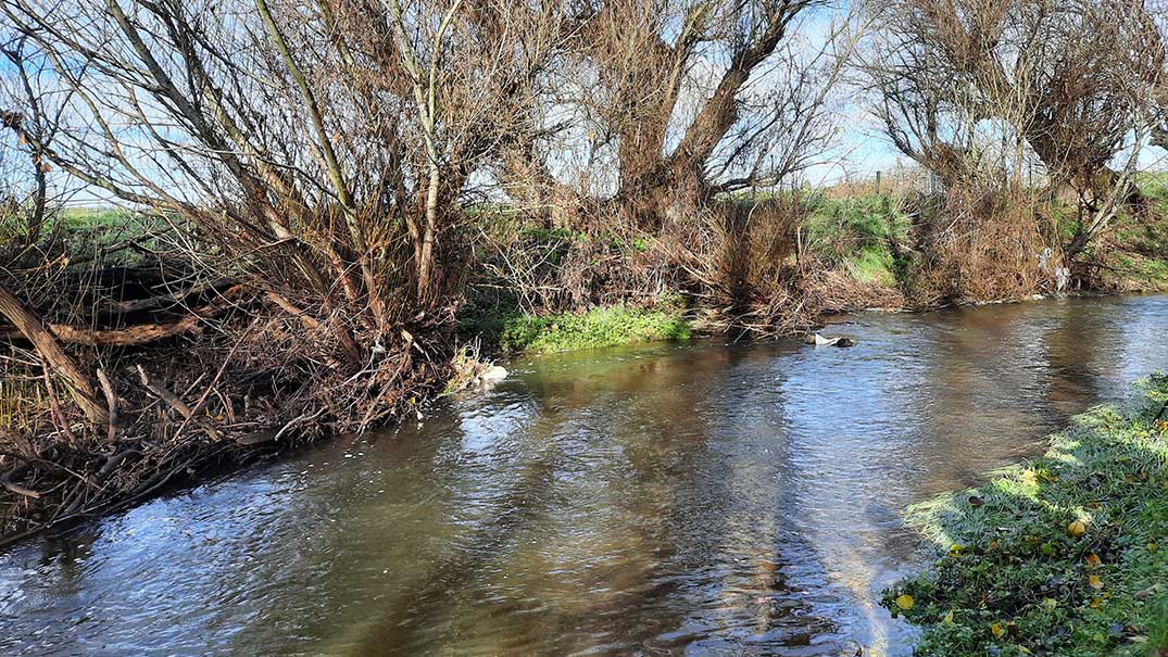The stream at Marilyne Pasco's lifestyle block is home to many tuna/eels. 