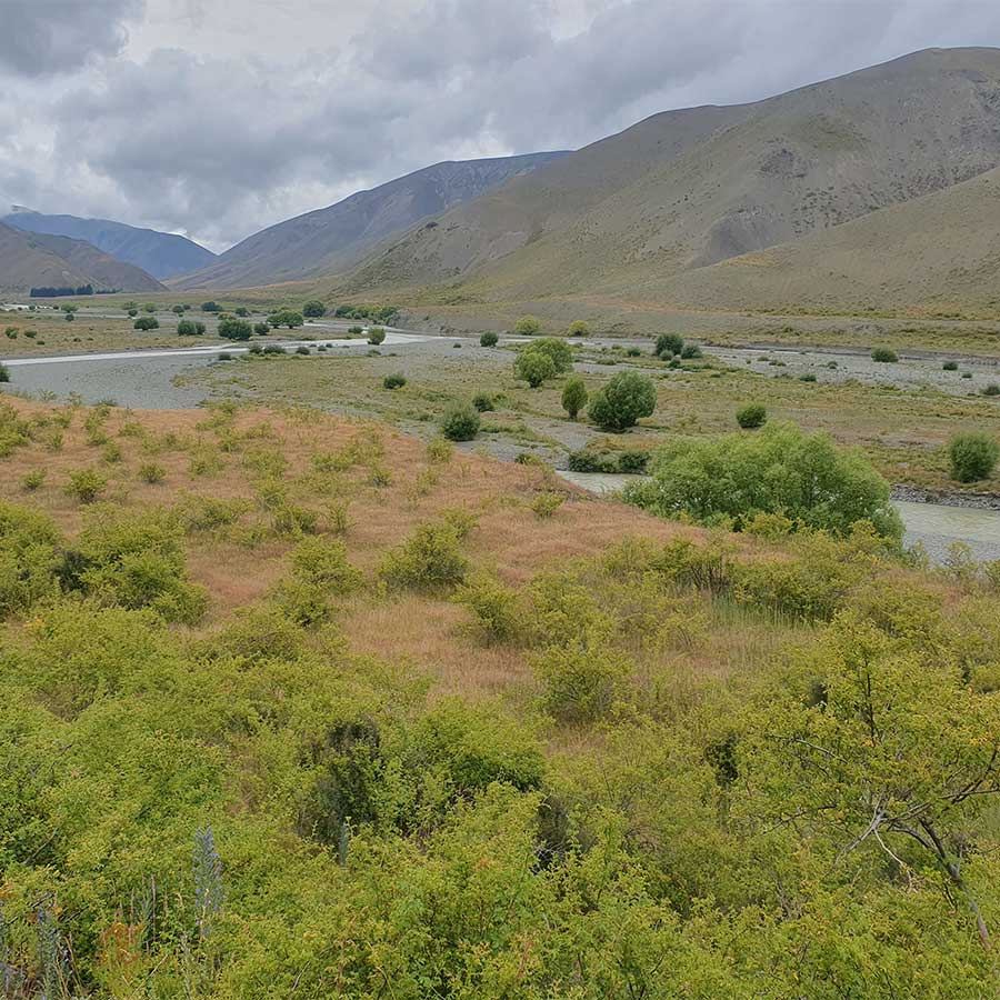 Rafting guides are improving access to carry out targeted control of weeds such as gorse, broom, lupin and buddleia on the Waiau Toa/Clarence River