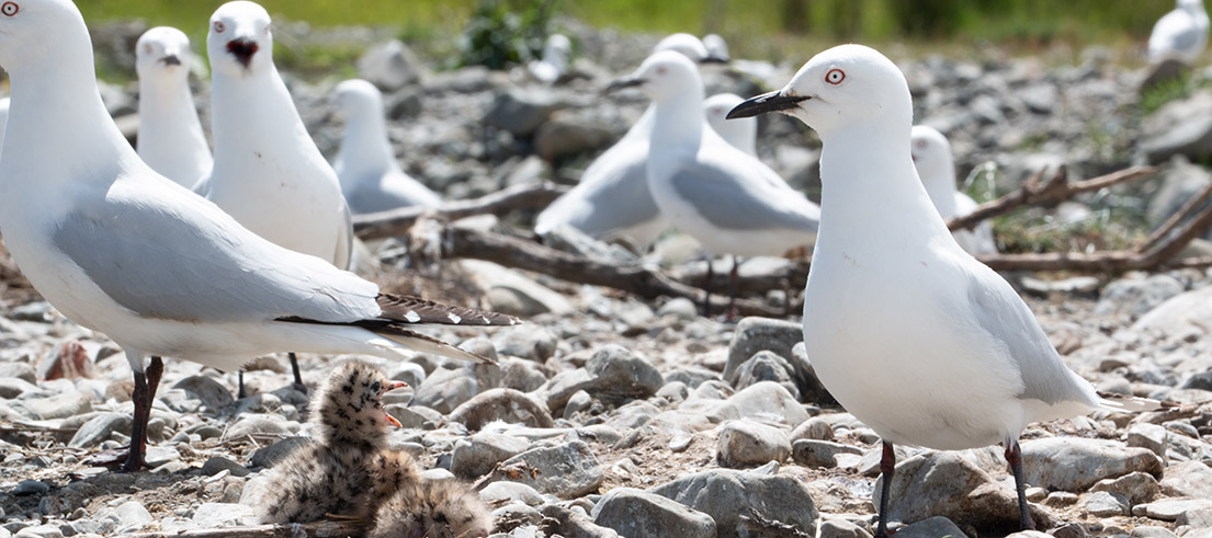 Community collaboration protects threatened gulls at the Charwell River