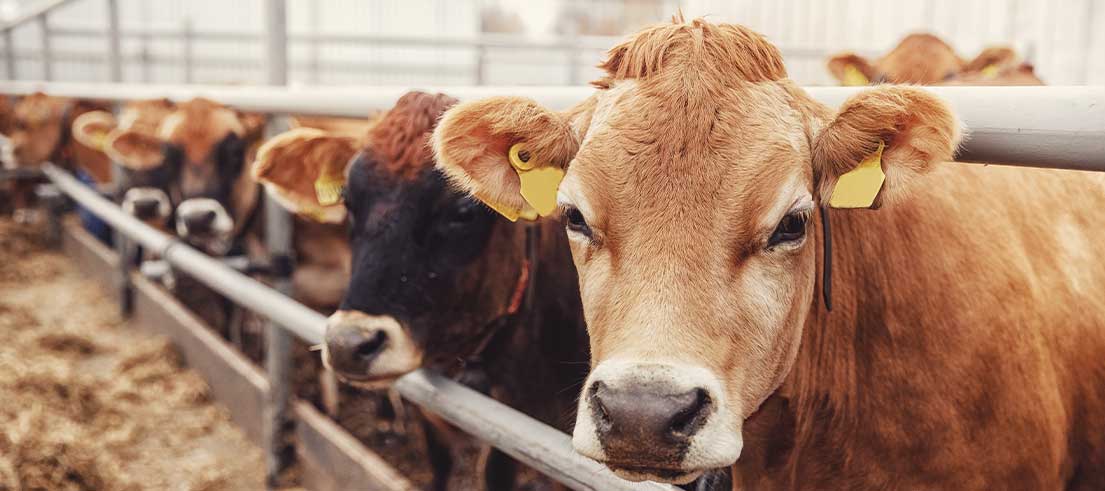 Feedlot consent applications in Canterbury