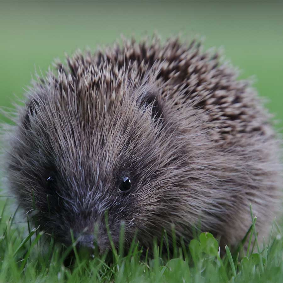 Hedgehogs have detrimental impacts on native biodiversity in Aotearoa - Photo credit: Claudia Buchner