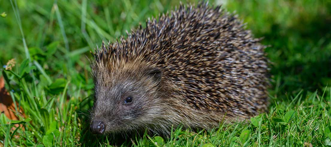 Hedgehog Credit Simon Gooding 