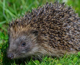 Hedgehog Credit Simon Gooding 