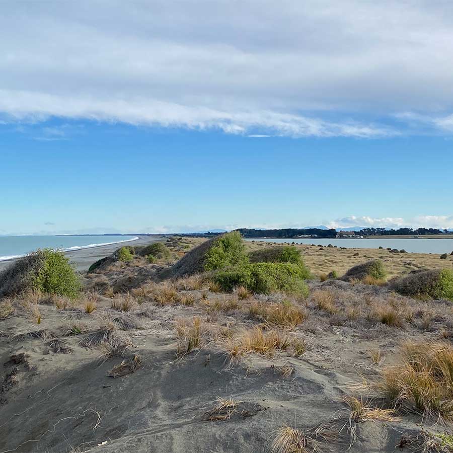 Kaitōrete is home to a number of native species, some of which are only found at this site - Photo credit: PFBP