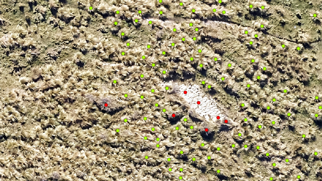 Nassella (green) and not nassella (red) training points