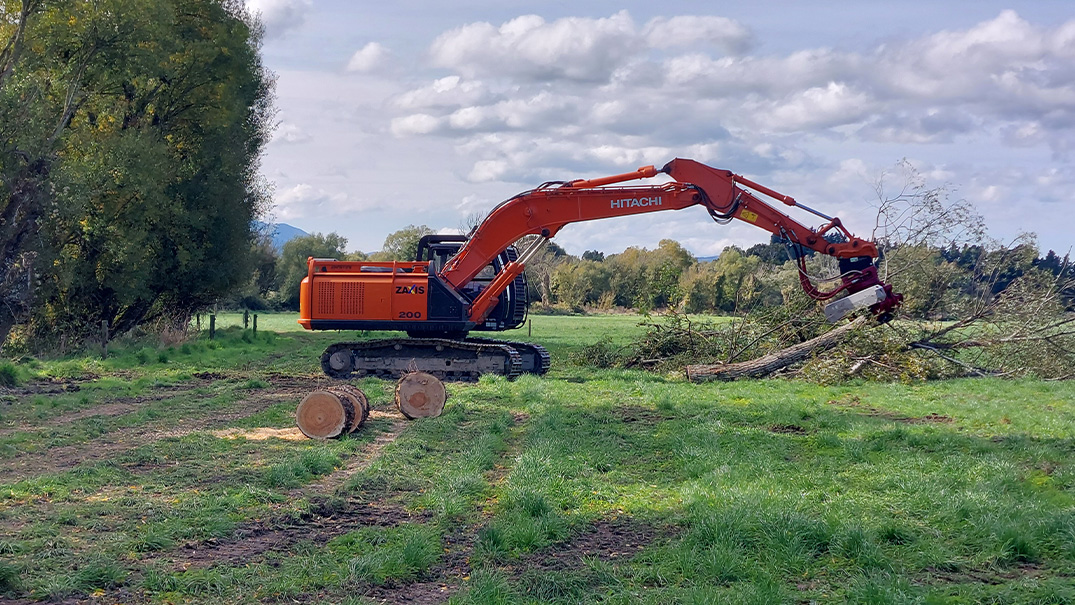 Removal of willows