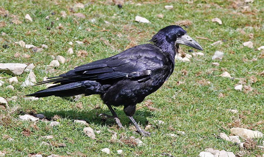 If you spot a rook, report it. Photo credit: Duncan Watson