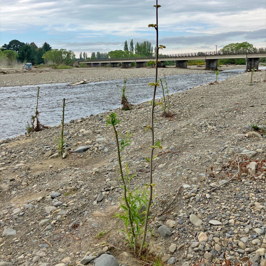 Sprouted willow poles grow into trees, stabilising the riverbank