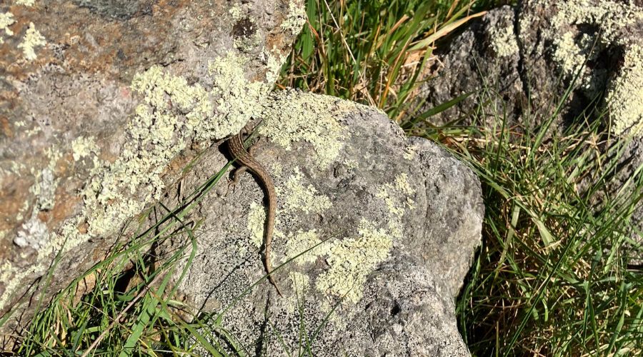 Spot the skink! Tamariki were able to identify two types of skink found around the project site