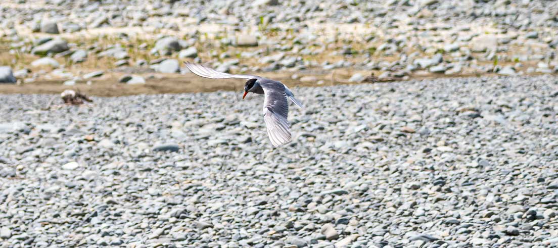 Rare braided river birds in Hurunui protected for another season