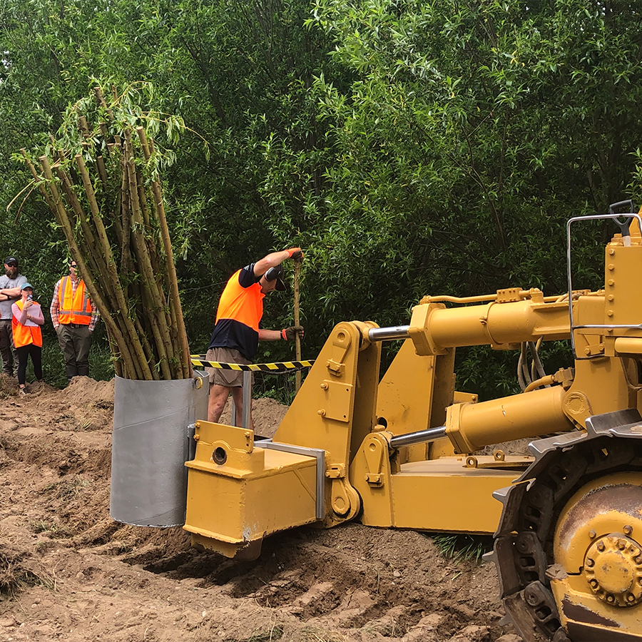 Bumper willow planting season protects from flooding