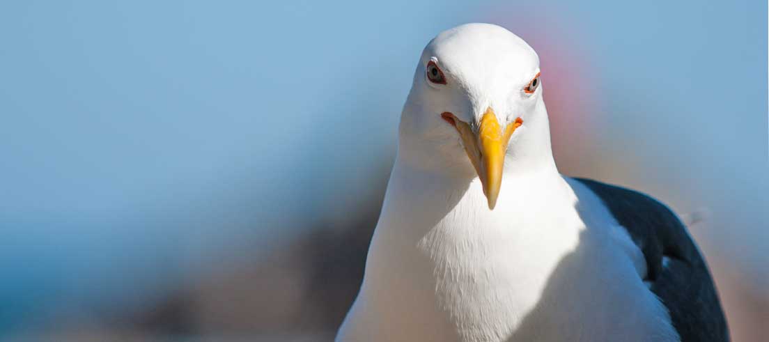 Karoro/Southern black-backed gull control set to begin to protect rare river birds