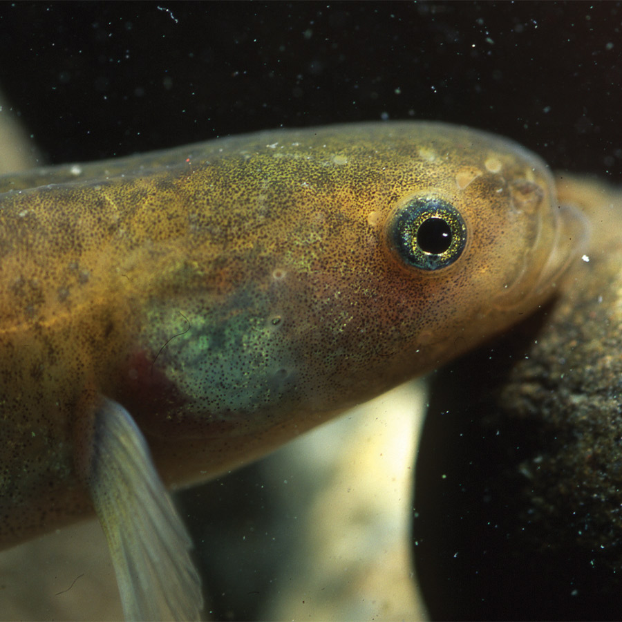 Kōwaro/Canterbury mudfish