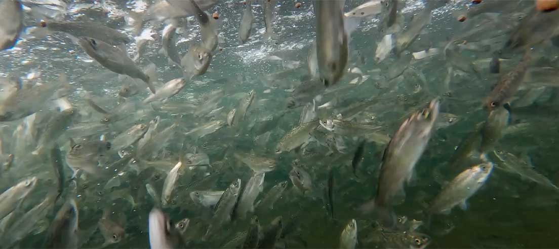 Passionate hatchery volunteers protect salmon population