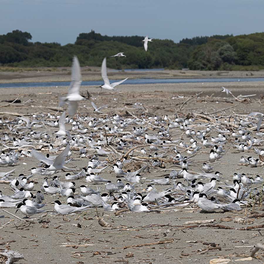 Last year, this white-fronted tern colony on the Ashley spit was driven out by karoro and they haven't returned
