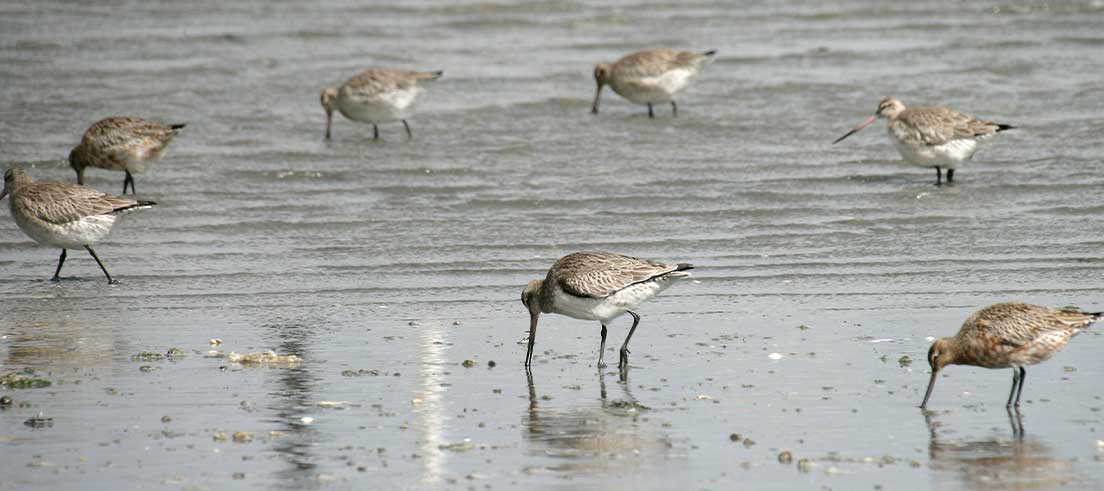 Godwits to depart Canterbury for world’s longest migration
