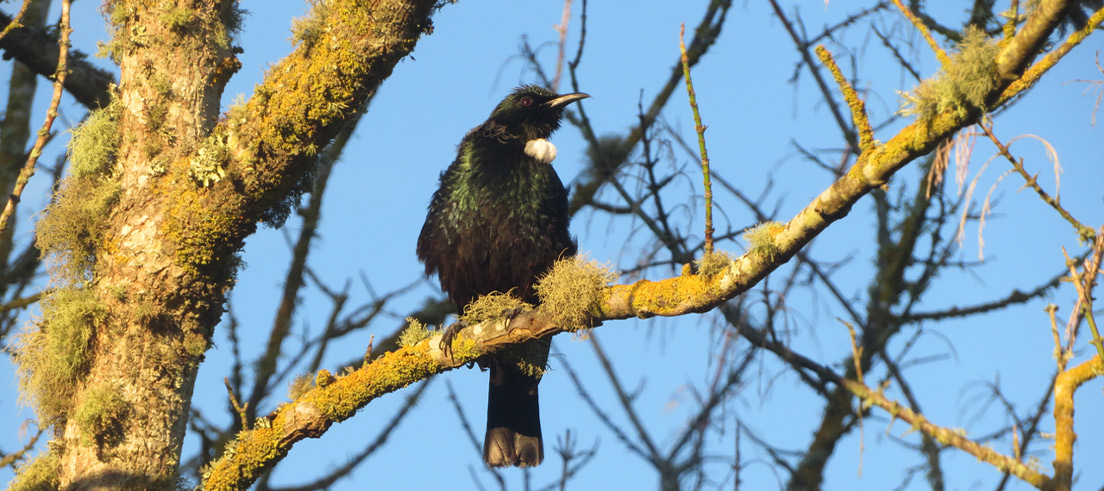 Blythe valley Tui banner - photo credit: Nicki Murray