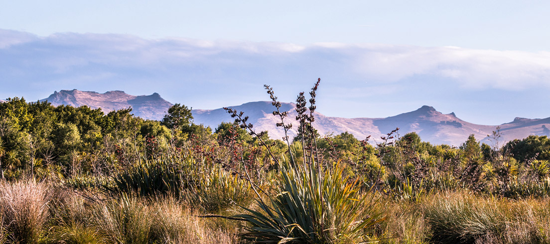 Canterbury wetland 561324430 (1)