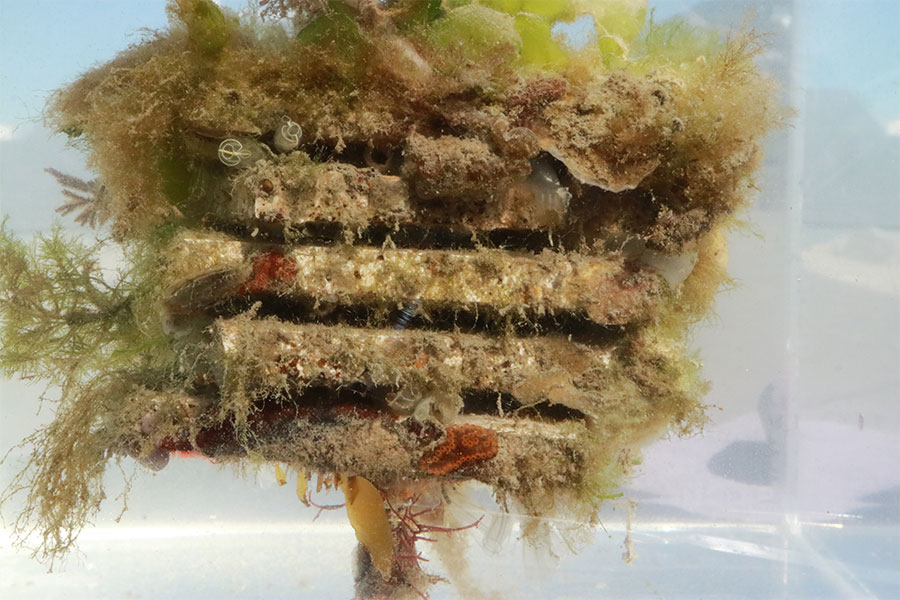 A marine hotel pulled from Whakaraupō Lyttelton Harbour