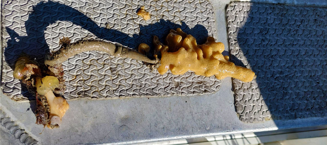 Mediterranean fanworm