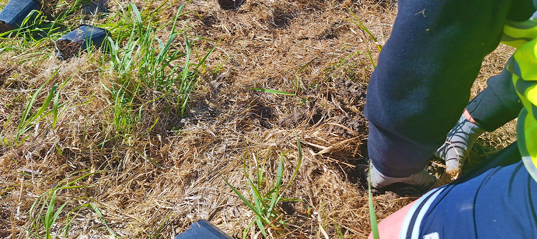 Te Rohutu Whio School   planting day