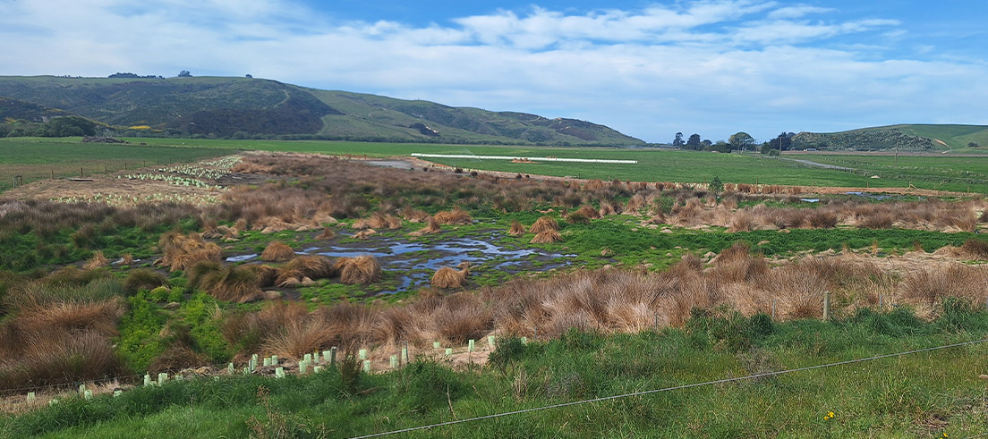 Wetland restoration