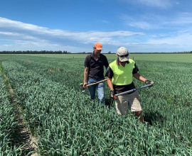 Trialing catch crops