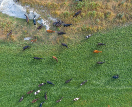 Winter grazing 2087604589