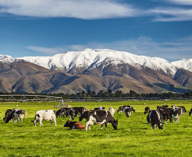 productive farmlands snow mountains cows 2047454537