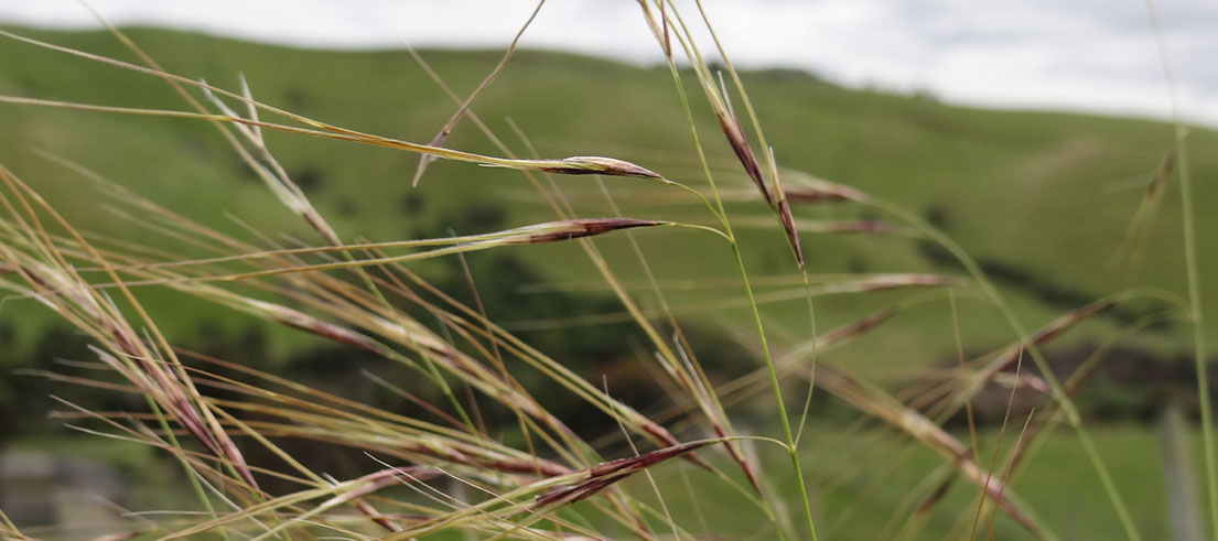 Robinsons Bay locals encouraged to protect peninsula from Chilean needle grass Robinsons Bay locals encouraged to protect peninsula from Chilean needle grass