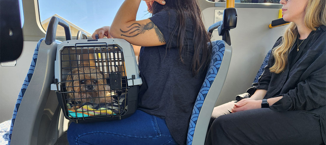 Dog on bus